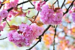 Kirschblüte