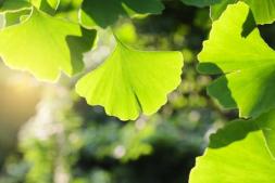 Ginkgo Fächerblattbaum