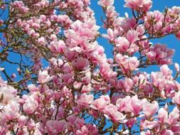 Magnolie