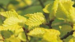 Goldulme