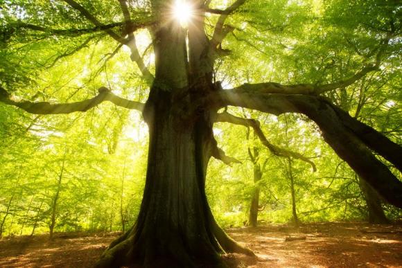 großer alter Baum